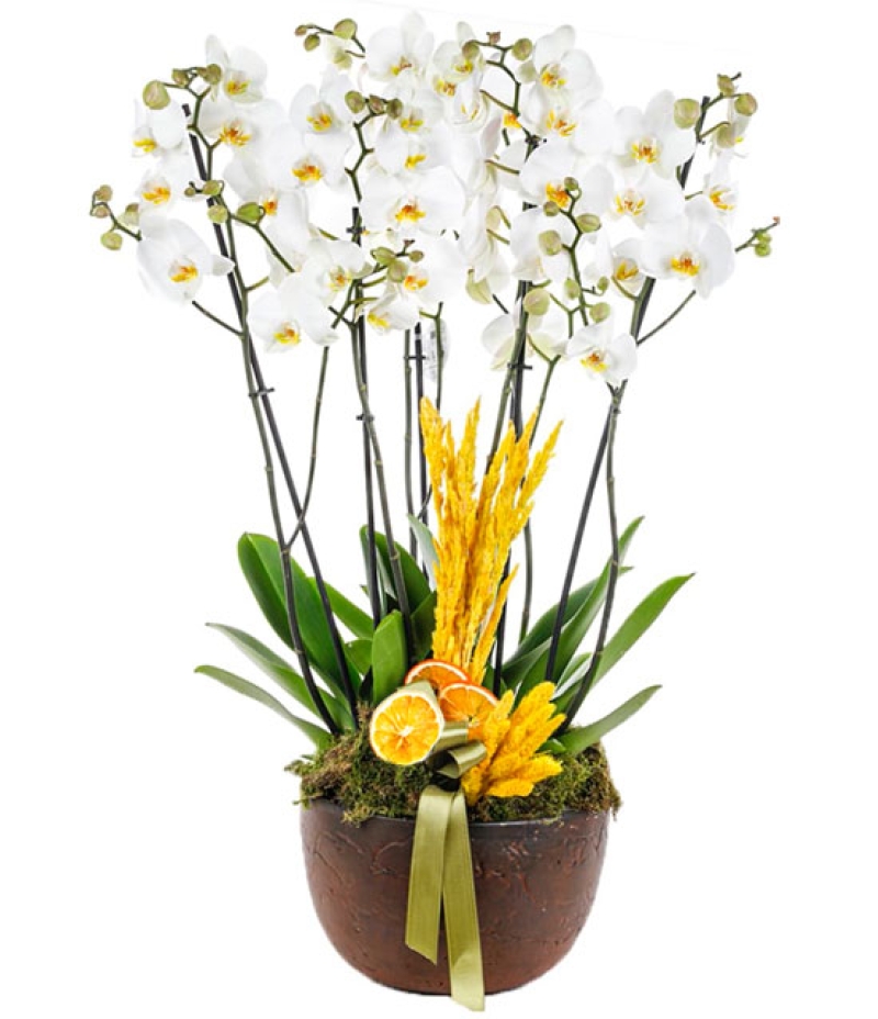 Orkide Aranjmanı